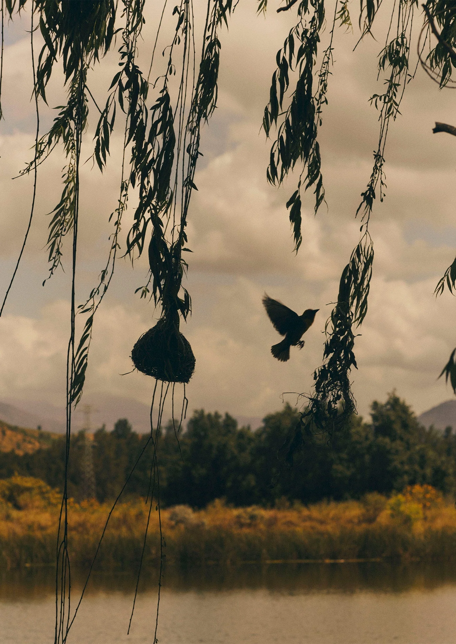 Veta Vera Grass Bird Nester | Natural - Image 6